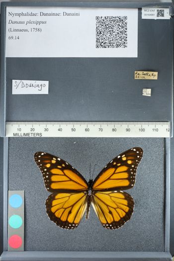 Media type: image;   Entomology 164991